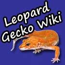 lgw125x125 leopard gecko wiki banner