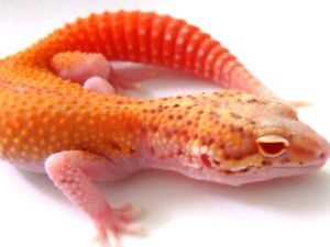bell albino leopard gecko eyes