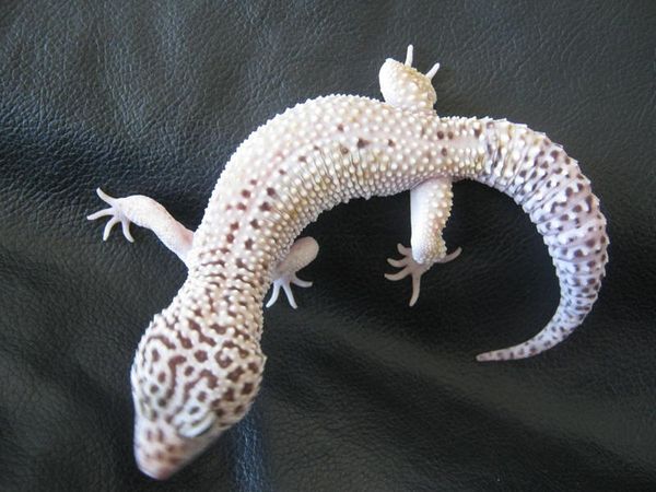 Mack Snow Ghost - Leopard Gecko Wiki